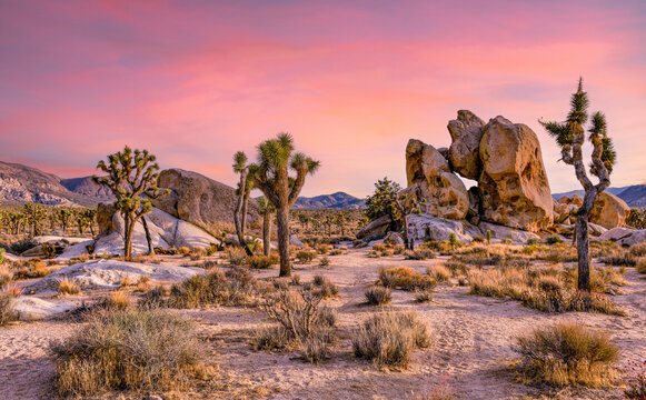 Joshua Tree | Cap Puckhaber | Hiking Blog