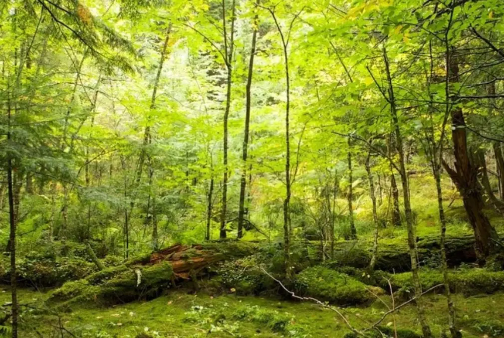 Guide to Appalachian Trail Thru-Hikes